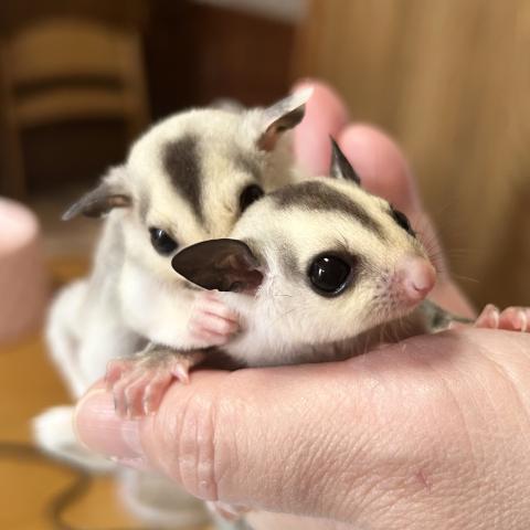 フクロモモンガ ホワイトフェイスの写真2