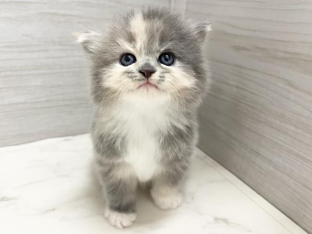 サイベリアンの写真5