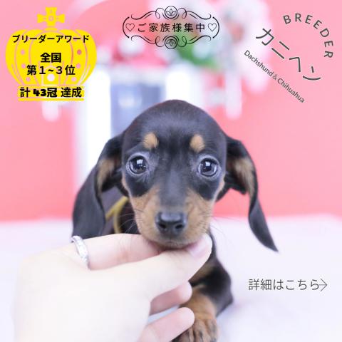 カニヘンダックスフンド スムース