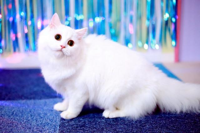マンチカンの写真2