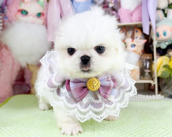 ペキニーズの写真5