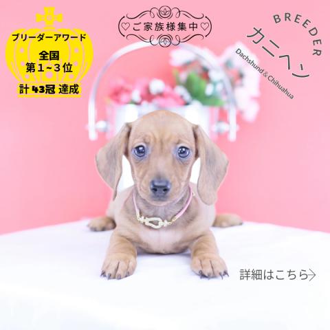 カニヘンダックスフンド　スムース