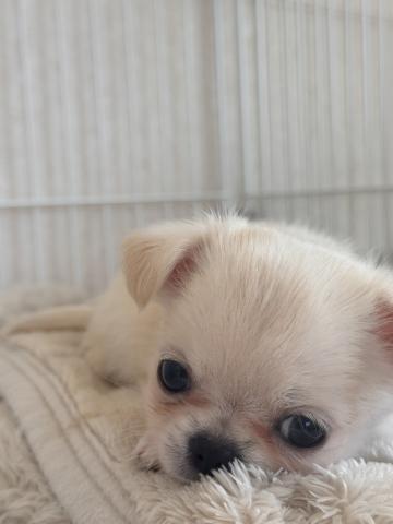 チワワ（ロングコート）の写真2