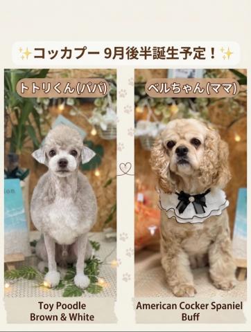 MIXの写真4
