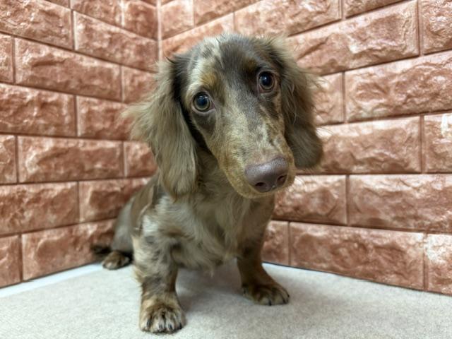 ミニチュアダックスフンドの写真3
