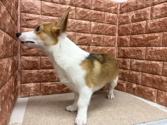 ウェルシュコーギーペンブロークの写真5