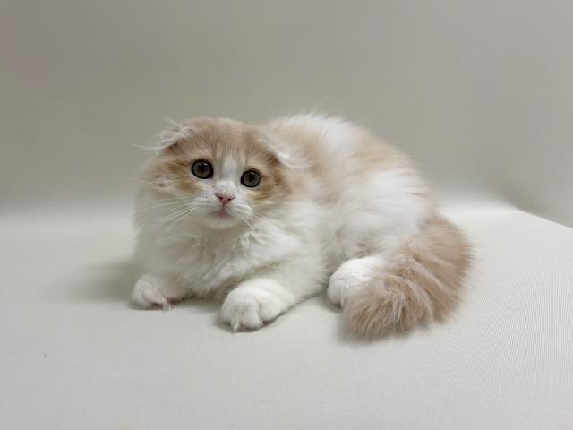 スコティッシュフォールド💕人気の耳折れ💕の写真4