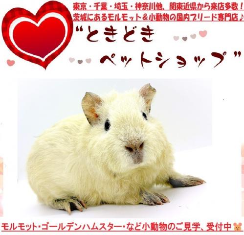モルモット テディモルモットの写真2