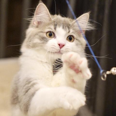 サイベリアンの写真4