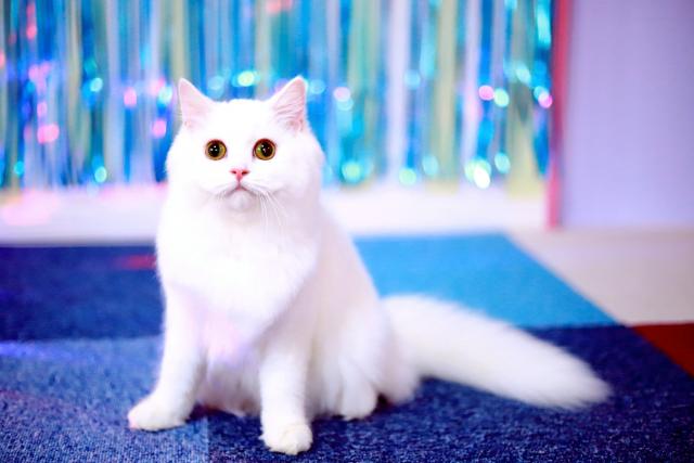 マンチカンの写真4