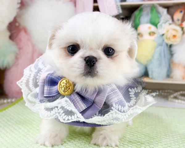 ペキニーズの写真5
