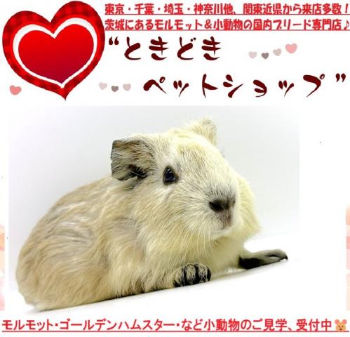 イングリッシュモルモット