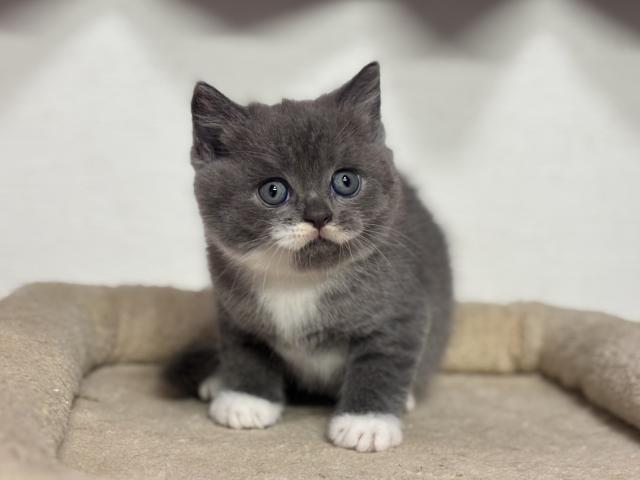 ブリティッシュショートヘア