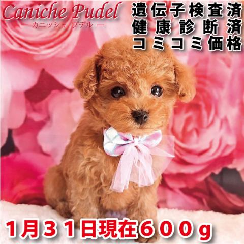 トイプードルタイニープードル