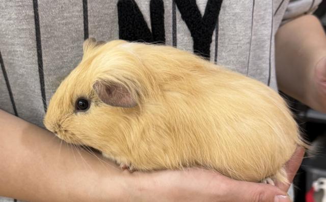 クリーム×ホワイト