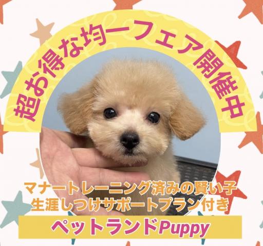 💕ペットランドPuppy💕ブリーダー直販店💕