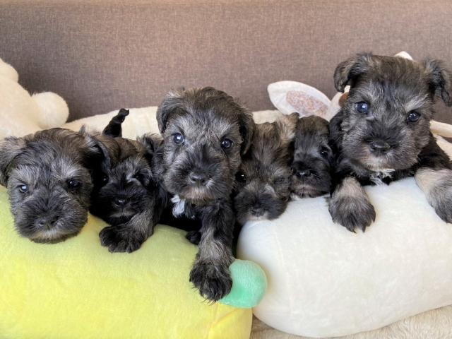 ミニチュアシュナウザー