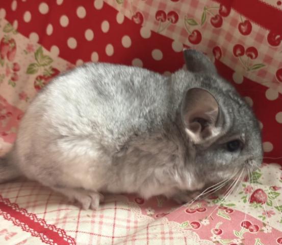 チンチラパイド(モザイク)