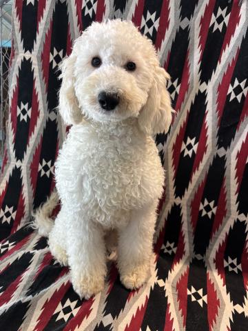 ミディアムプードル