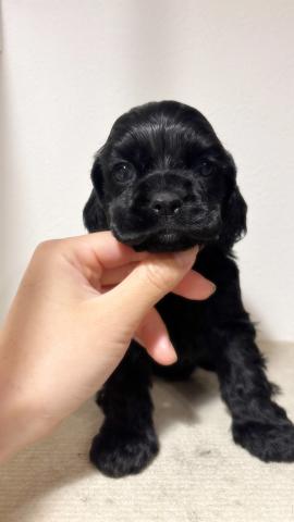 アメリカンコッカースパニエル