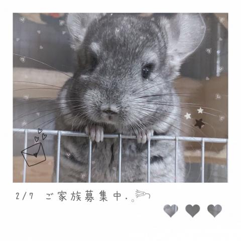 チンチラ(アンゴラ)