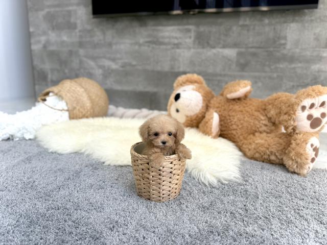 トイプードルTカップ（57）