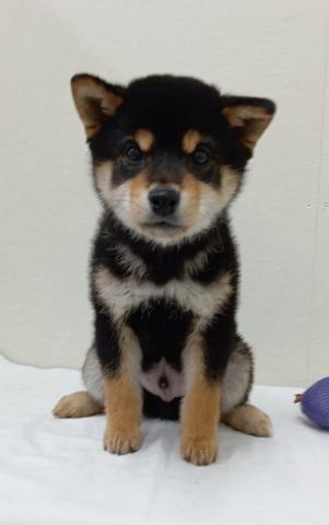 キリッとしたお顔で✨️遊んでアピールがすごいんです!!