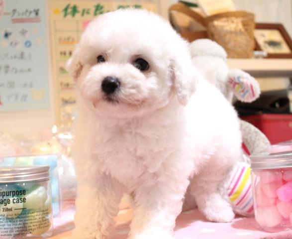 フワモコ！お顔可愛い！人気ビションフリーゼ