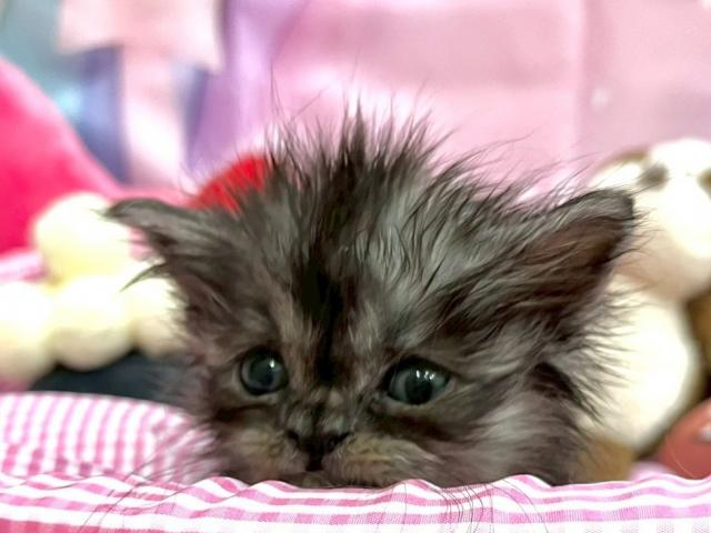 サイベリアン♡くろあ