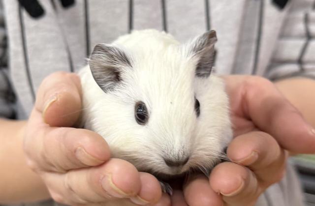 ロシアンスモーク