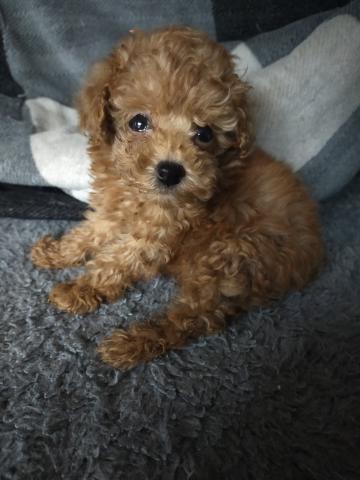 トイプードルティーカップ