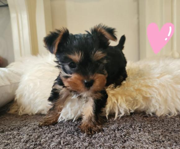 ヨークシャーテリア