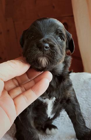 MIXボードゥードル：ソラ