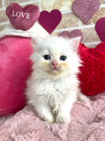 サイベリアン♡ ニナ