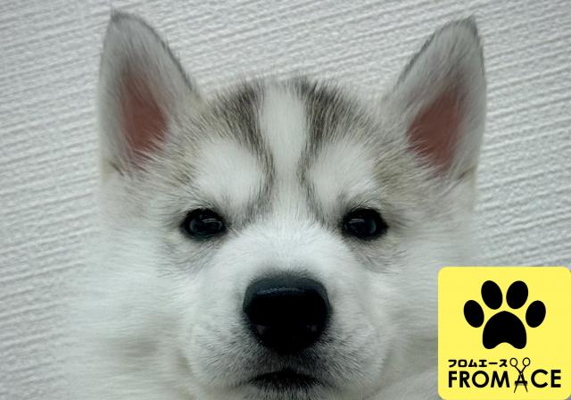 シベリアンハスキー