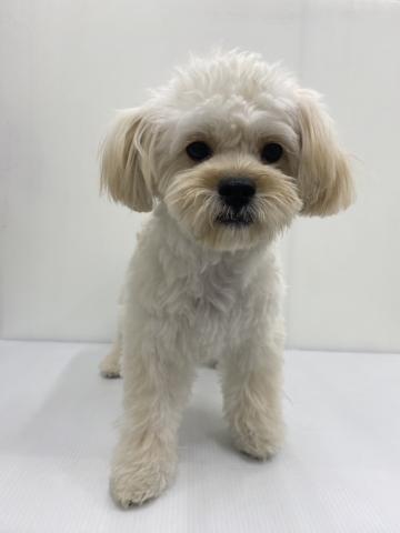 MIXペキニーズ×トイプードル