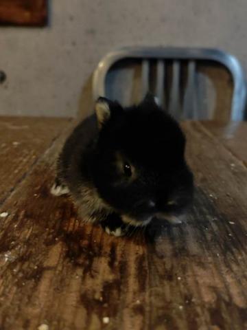 ポーリッシュラビット(ブラック)