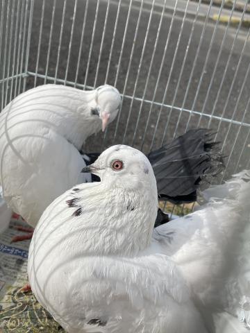 クジャクバト(ペア)