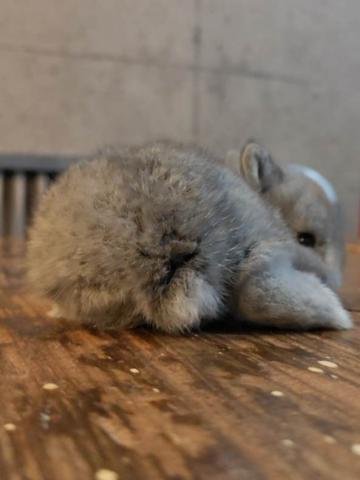 ポーリッシュラビット(ブルー)