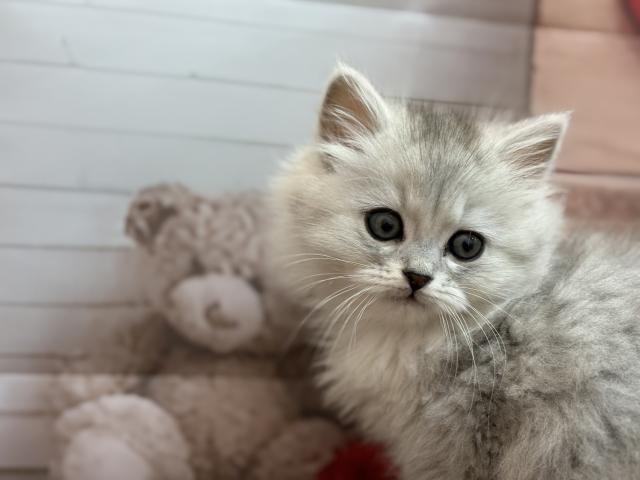 ミヌエット（旧ナポレオン）