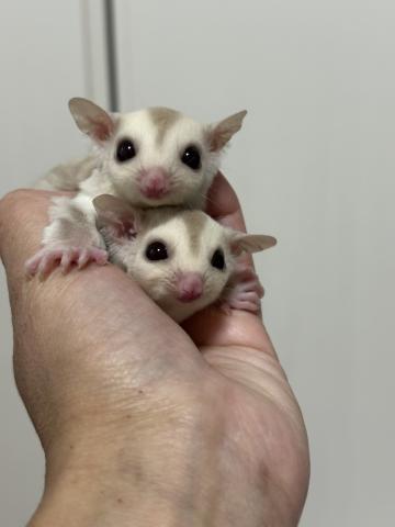 クリミノorクリミノヘテロリューシ