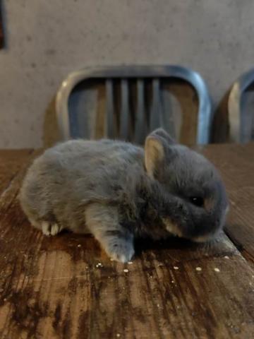 ポーリッシュラビット(バイオレット)