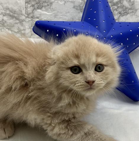 スコティッシュフォールド