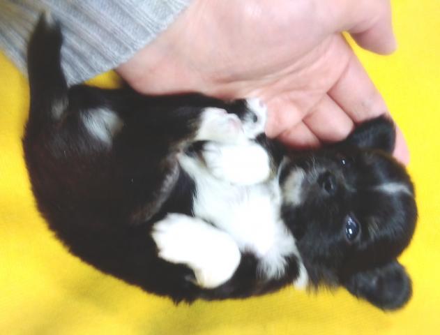 チワワ（ロングコート）