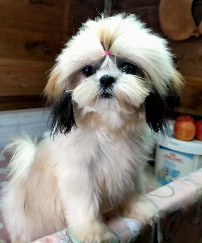 シーズー♪コールまま’の愛息子くん