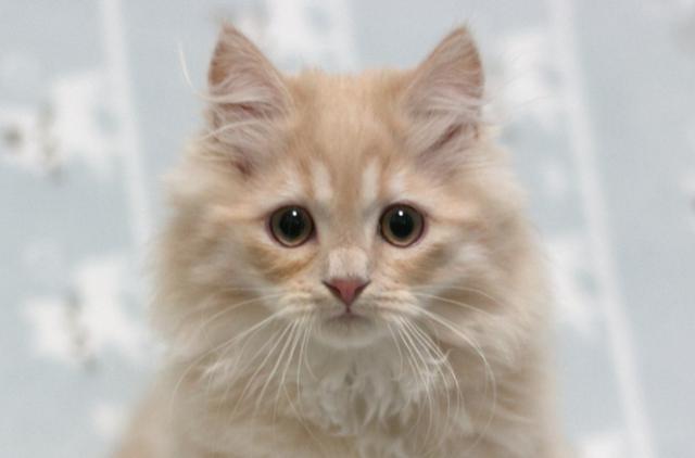 ミヌエット（旧ナポレオン）