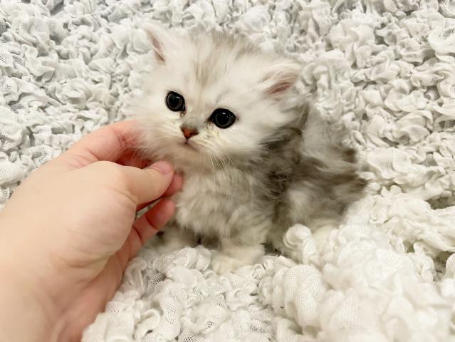 ミヌエット（旧ナポレオン）