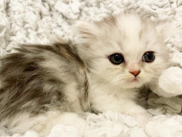 ミヌエット（旧ナポレオン）