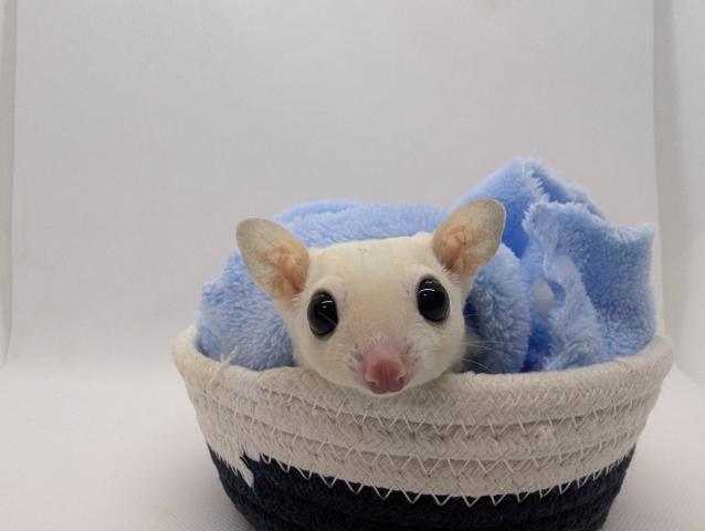 モシスティック