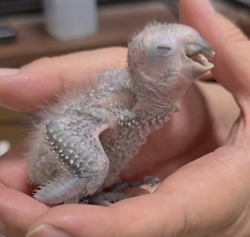 ウロコインコ③